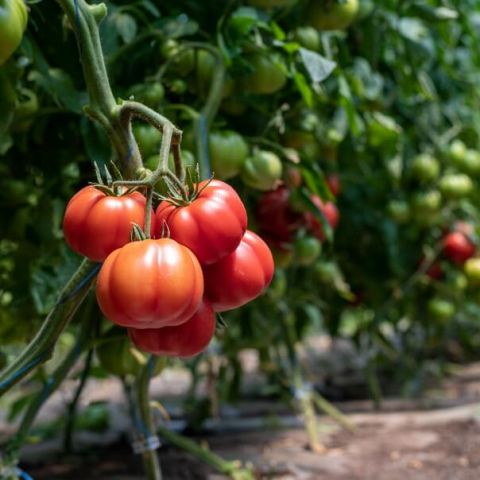 Secretul succesului in legumicultura: hibridul de legume potrivit