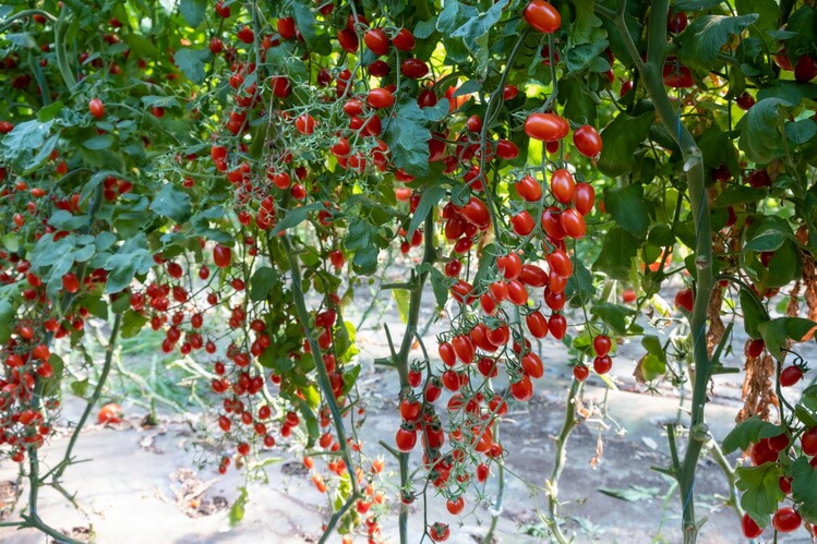 Cultivarea tomatelor cherry in solar si sere