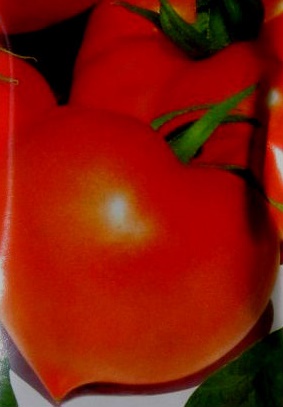 PREKOS F1