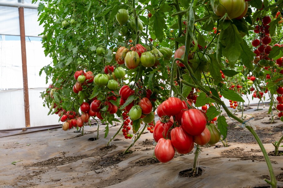ROSAMUNDA F1