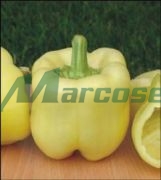 BELLADONNA F1 